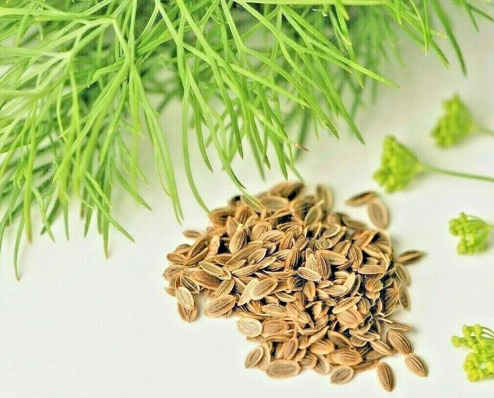 Dill Seeds 800+ Count Non-GMO Heirloom Herb Spice for Spring Planting Anethum graveolens