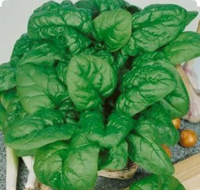Bloomsdale Spinach Seeds - Organic Non-GMO Open-Pollinated Cool Weather Leafy Greens - Spinacia oleracea, 200 Seeds