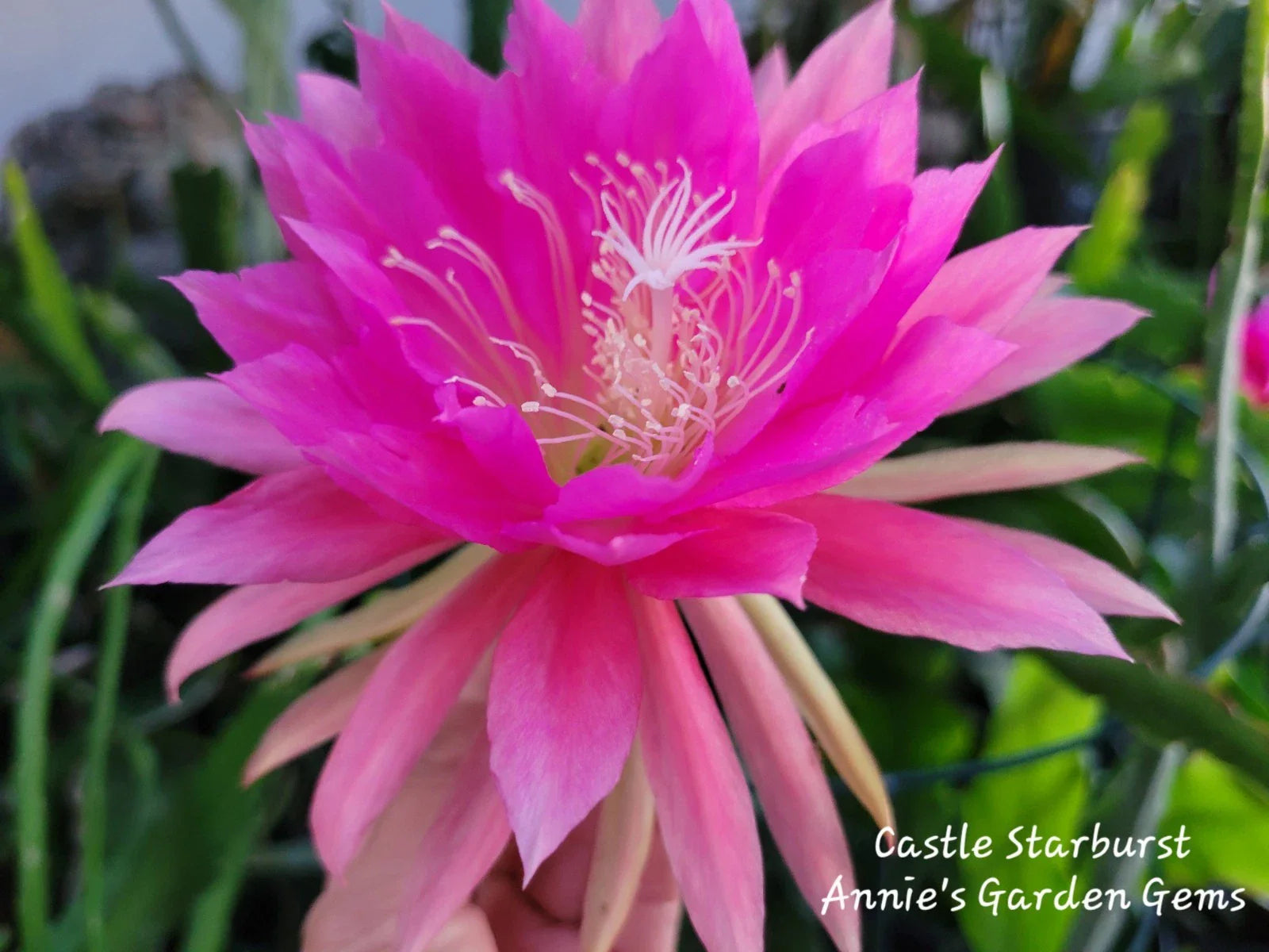 Epiphyllum Cuttings - 8 to 10 Inches - Castle Starburst Succulent Plant Propagation Unrooted Clippings