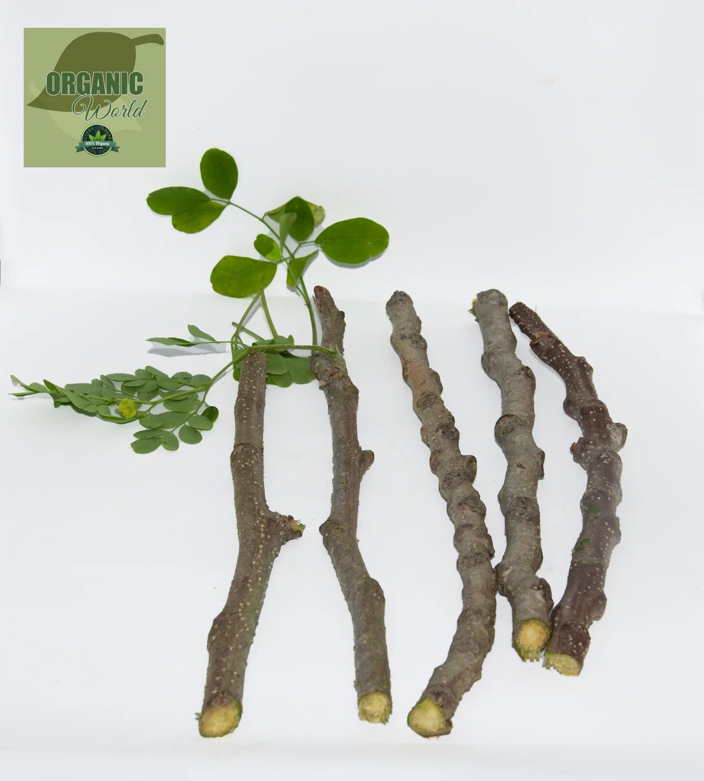 Organic Moringa Oleifera Cuttings - 5 Pack, Florida Grown, Nutrient-Rich, Fast-Growing Tropical Plant