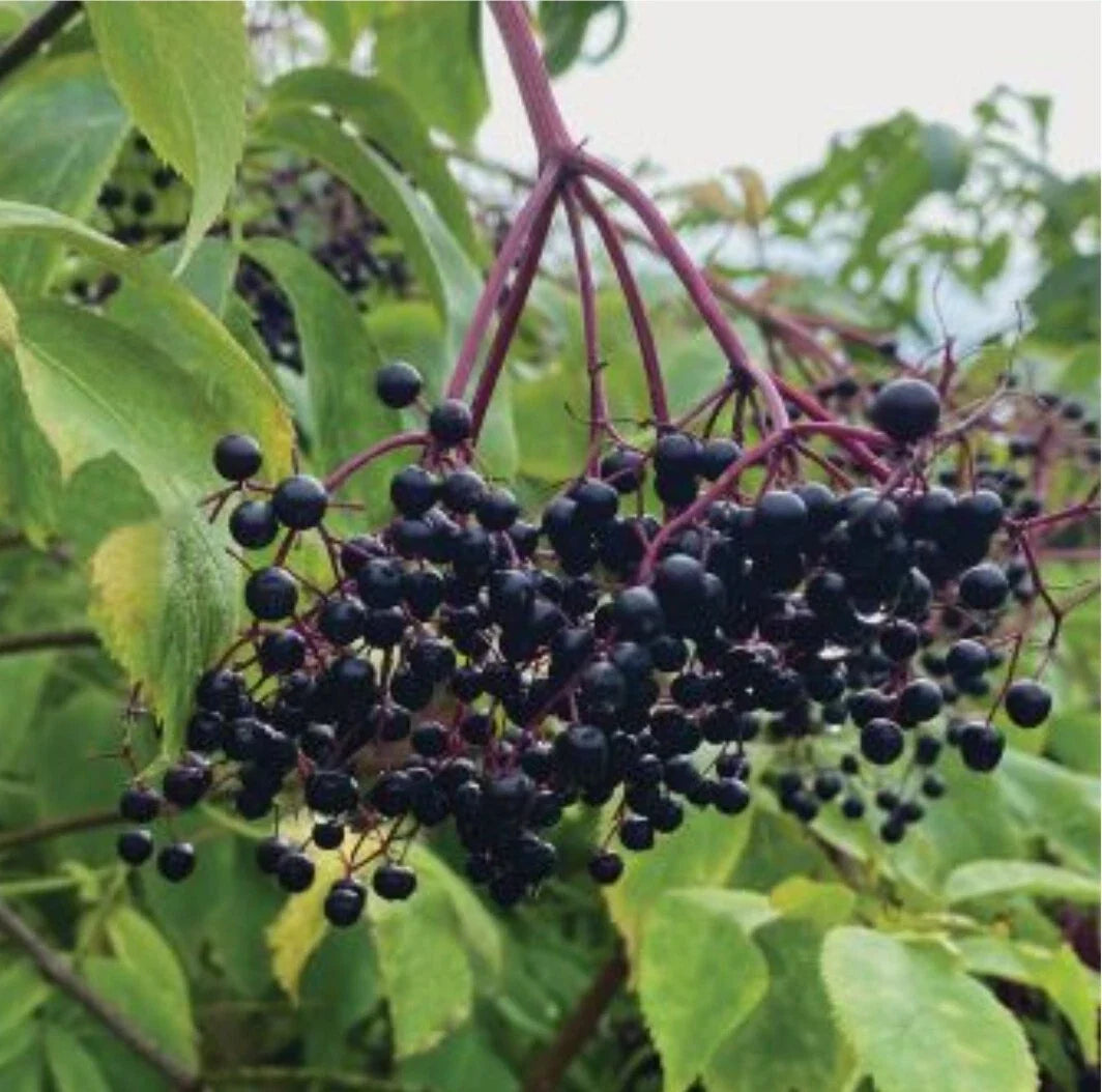 Elderberry Seeds - 200+ Organic Heirloom Sambucus nigra for Garden Planting, Non-GMO, High Germination