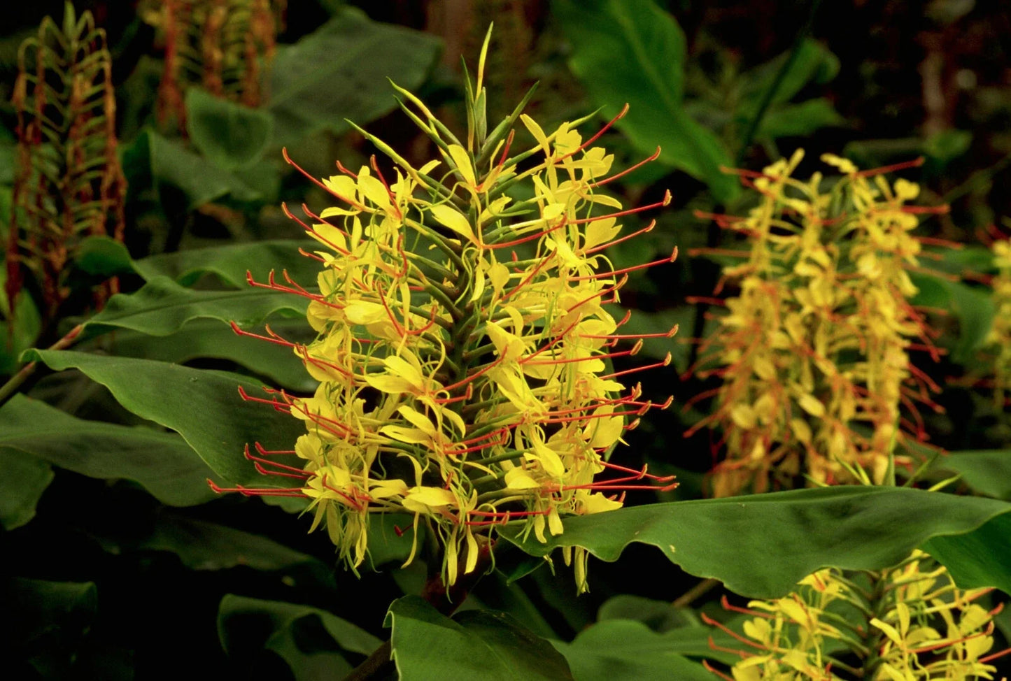 Hawaiian Kahili Yellow Ginger Root - Hedychium gardnerianum - Fragrant Yellow Flowers, Tropical Foliage, Perennial Plant Root