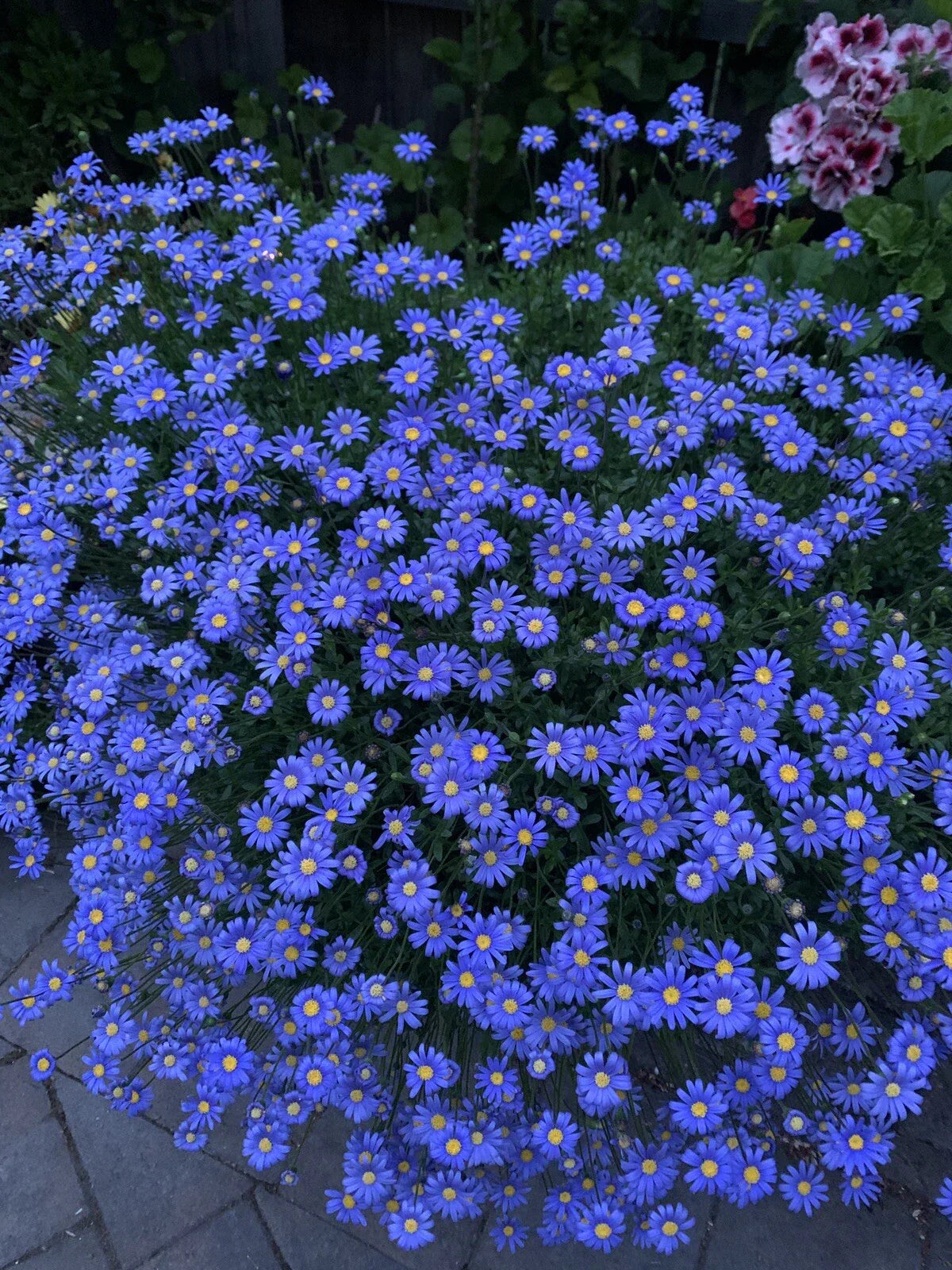 Blue Daisy Plant - Felicia amelloides Live Perennials 3-Pack in 3” Pots