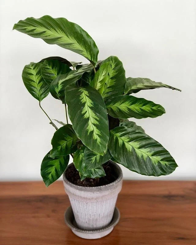 Calathea Misto Seeds - 25+ Pack for Indoor and Outdoor Gardening - Vibrant Foliage - Calathea spp.