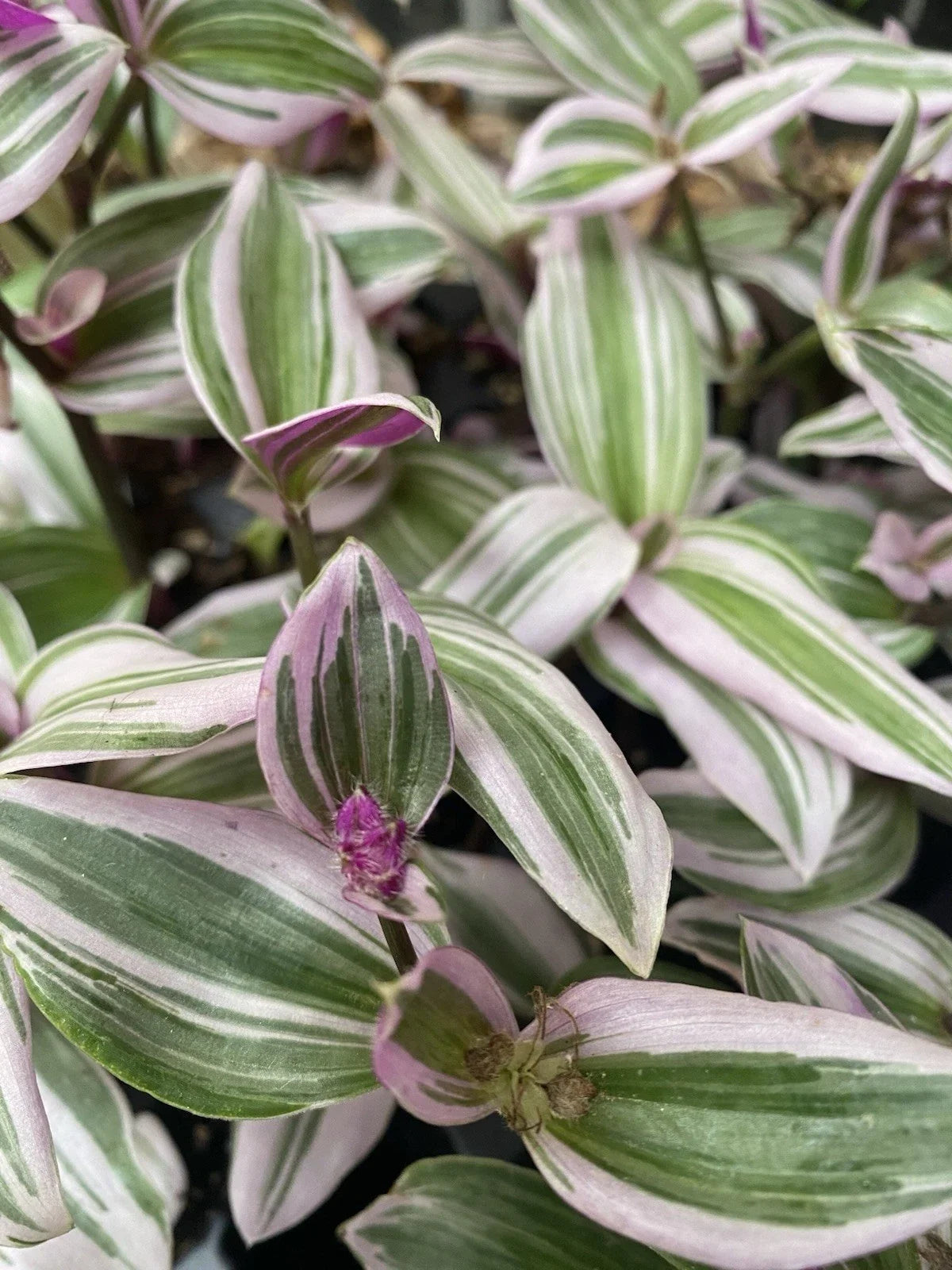 Tradescantia Nanouk Live Houseplant Cuttings - 2 Rooted Variegated Foliage, Indoor Easy Care Plant, Tradescantia albiflora