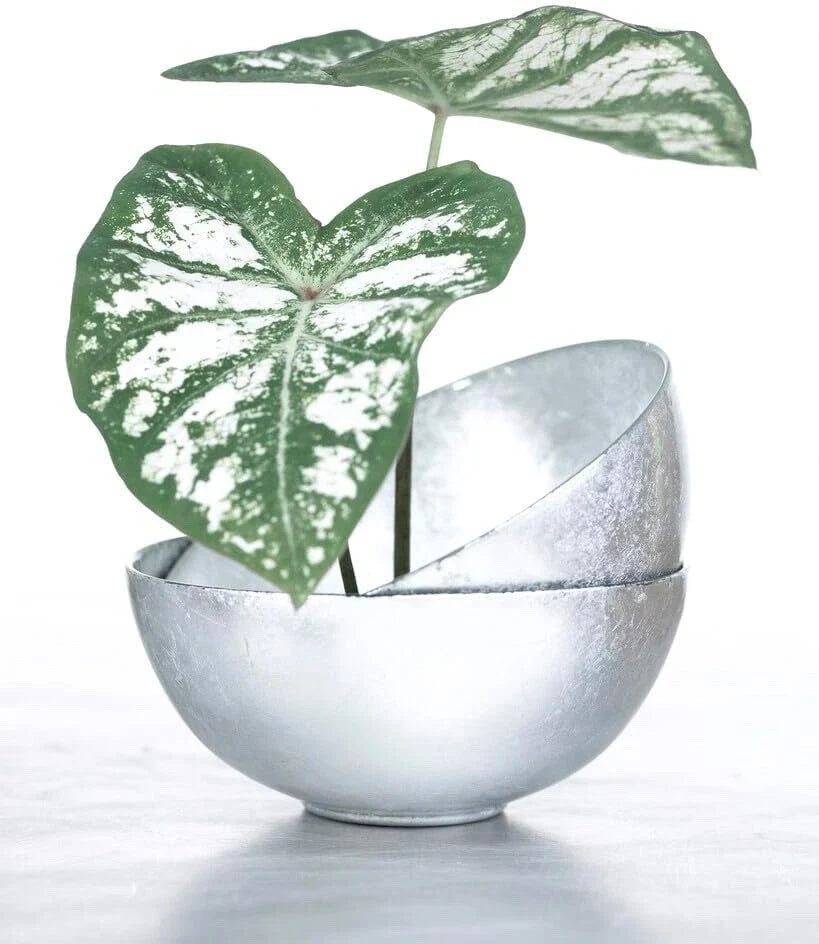 Caladium Bulbs 6 White Majesty Perennial Elephant Ears Caladium bicolor for Shade Garden