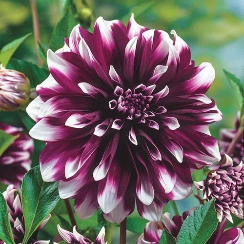 Dahlia Flower Seeds - Perennial 25 Pack - Colorful Blooms - Garden, Cutting Flower - Dahlia pinnata