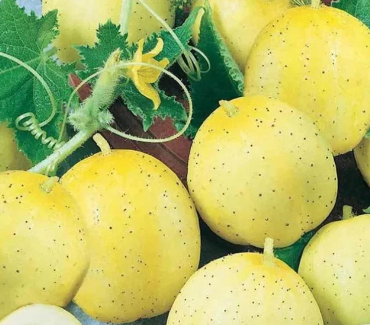 Lemon Cucumber Seeds 100 Pack Non-GMO Sweet Yellow Fruits Cucumis sativus for Salad & Pickling