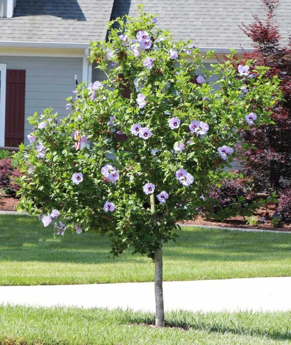 Rose of Sharon Hibiscus Starter Plants 5-Pack Bare Root Hibiscus syriacus Summer Blooming Flowers