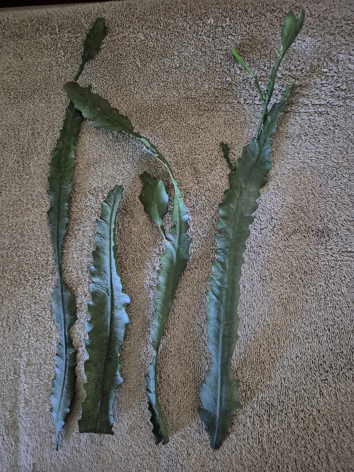 German Empress Syngonium Cuttings - 4 Healthy Propagation Plants - Epipremnum aureum Indoor/Outdoor