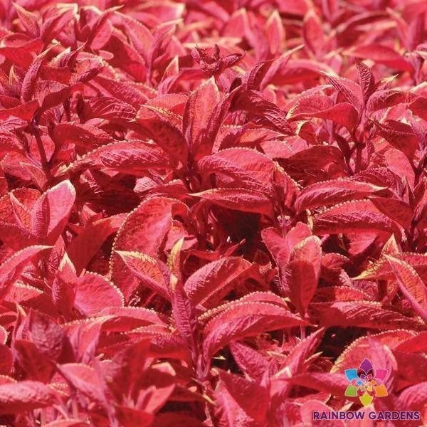 25+ Wizard Sunset Coleus Seeds for Garden Planting - Colorful Foliage, Container & Border Plants - Solenostemon scutellarioides