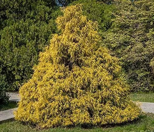 Weeping Cypress Pine Seeds - 25 Non-GMO Hesperocyparis Funebris for Garden Planting, Drought-Resistant Tree Seeds