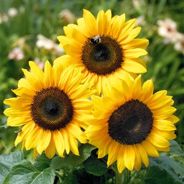 Bert Sunflower Seeds - Non-GMO Pack of 50 Helianthus annuus for Garden, Cut Flowers, Pollinator Attractant
