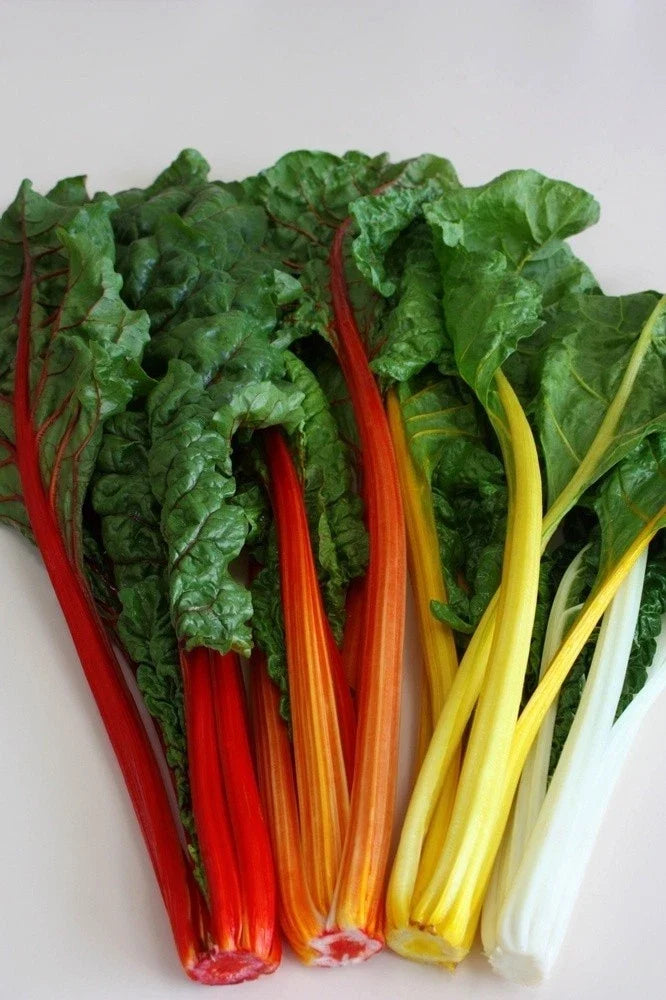 Swiss Chard Seeds - Orange Fantasia Bright Orange Stems for Salads - Beta vulgaris var. cicla - 50 Seeds