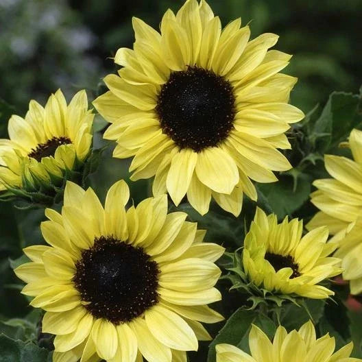 Sunflower Seeds Pack of 100 Non-GMO MOONSHINE Pale Yellow Cut Flower for Pollinators Helianthus annuus