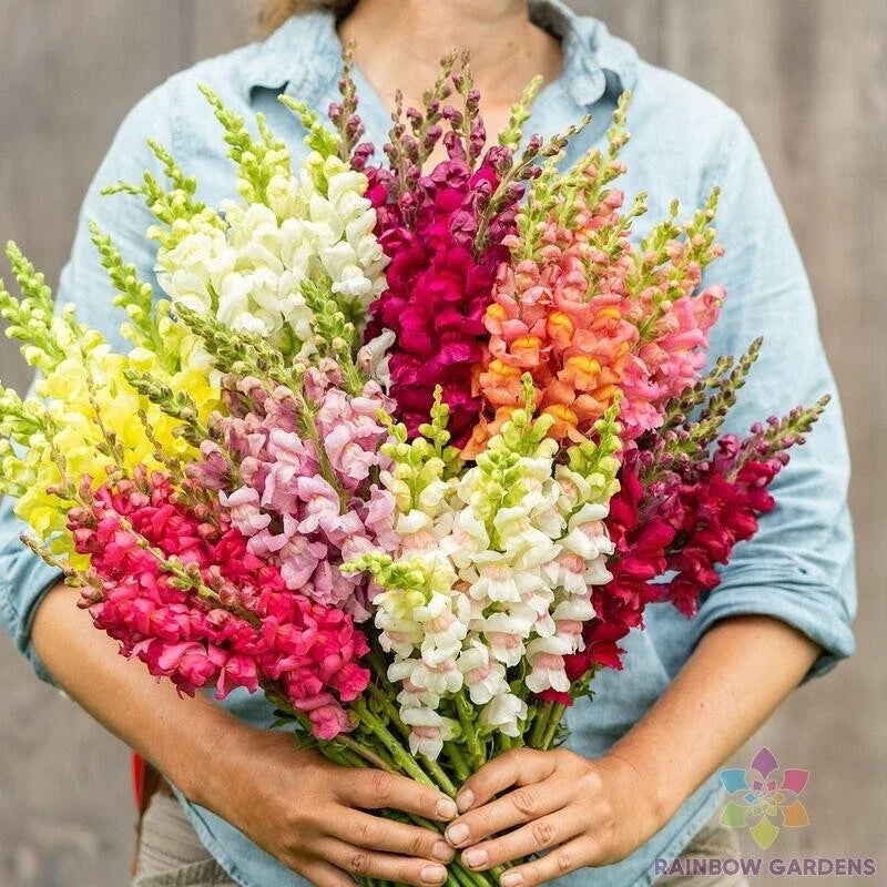 Snapdragon Seeds - 1000+ Johnny's Potomac Custom Mix - Antirrhinum majus Garden Planting Seeds
