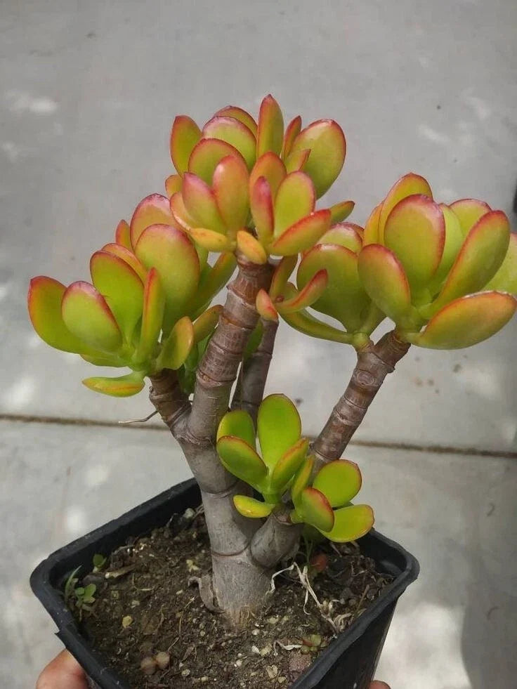 Succulent Plant + 8-Inch Crassula Ovata 'Crosby's Compact' Jade Money Tree + Green Red Foliage, Drought Tolerant, Glossy Texture