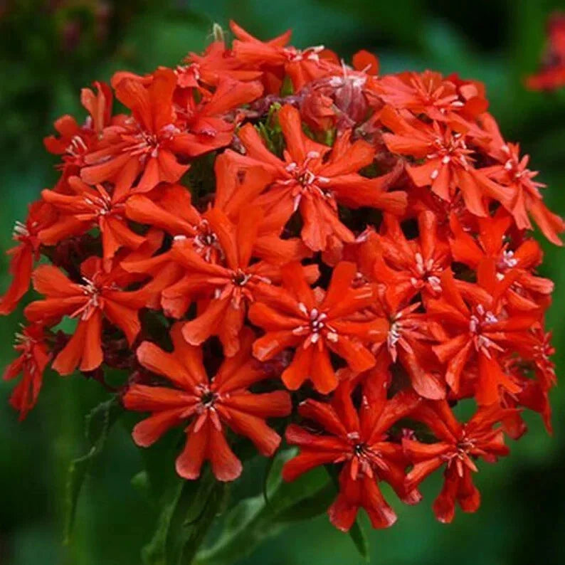 Burning Love Perennial Seeds - 50 Organic Lychnis Seeds - USA Grown