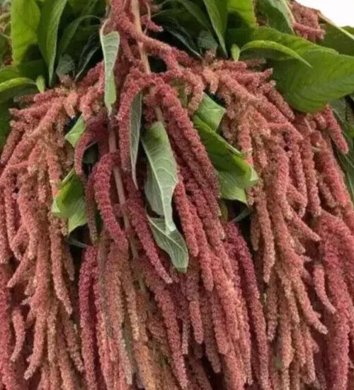 Amaranthus Seeds - Coral Fountains Variety, 35 Seeds - Amaranthus caudatus, Vibrant Coral-Red Plumes, Easy to Grow