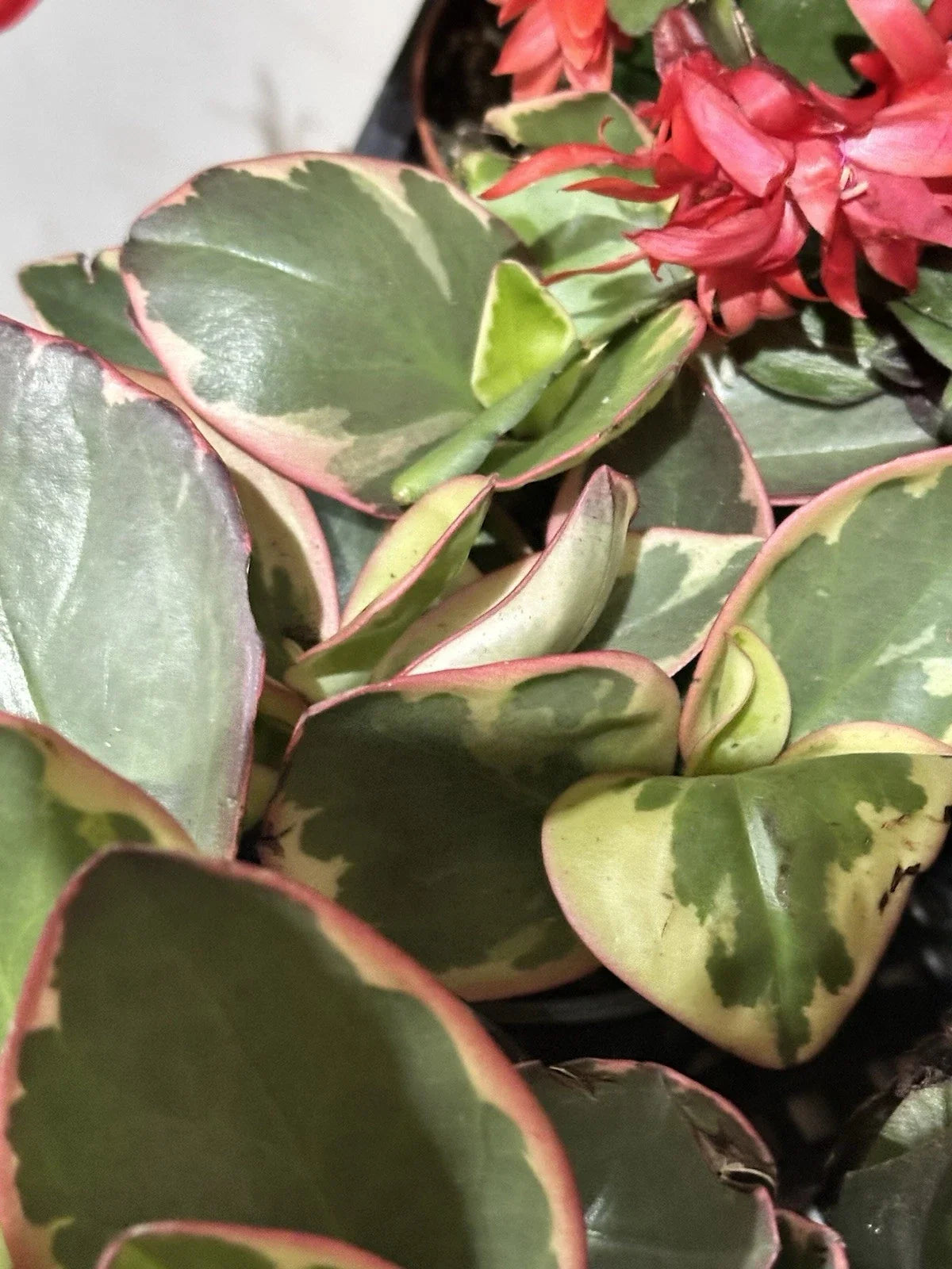 Succulent Houseplant 3-5" Peperomia Clusiifolia Tricolor Variegated Jelly Peperomia, Indoor Plant