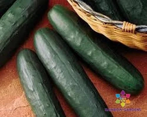 Thunder Cucumber Seeds - 25+ Pack, Cucumis sativus, Non-GMO, USA Grown, Garden Planting, Vining, Full Sun