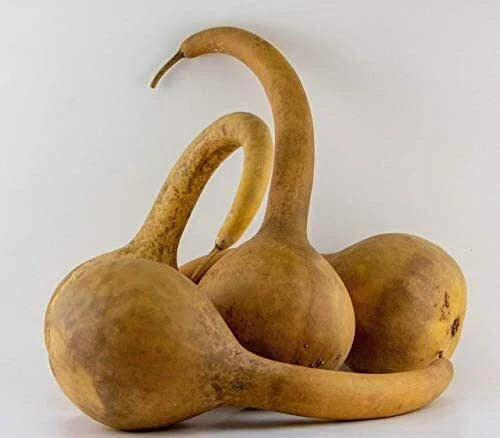 Large Dipper Gourd Seeds – Organic Lagenaria siceraria for Gardening, Crafting & Decoration, Full Sun, Vining Plant, 20 Seeds