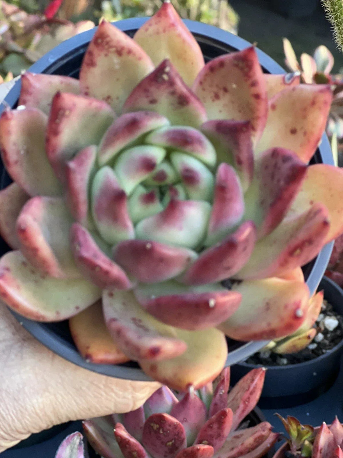 Echeveria Scarlet Plant in 4 Inch Pot - Red-Leafed Succulent Variety