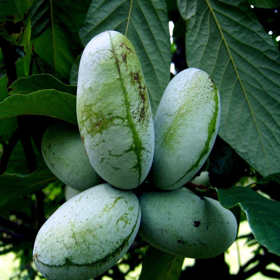 Paw Paw Fruit Tree Seeds - Stratified Asimina Triloba for Home Gardens