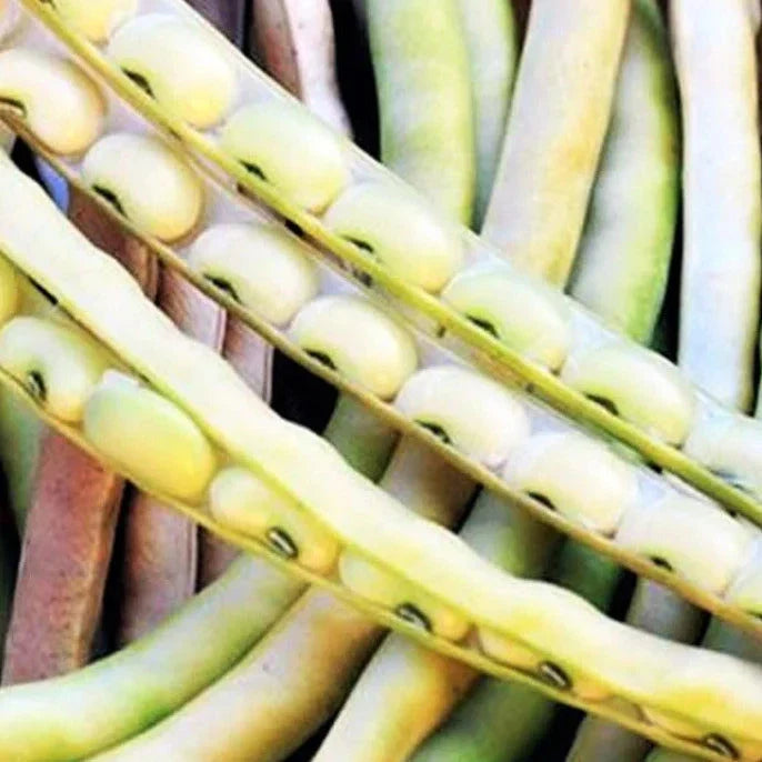Cream Pea Seeds - Non-GMO Heirloom Vegetable for 2025 Planting - Pisum sativum