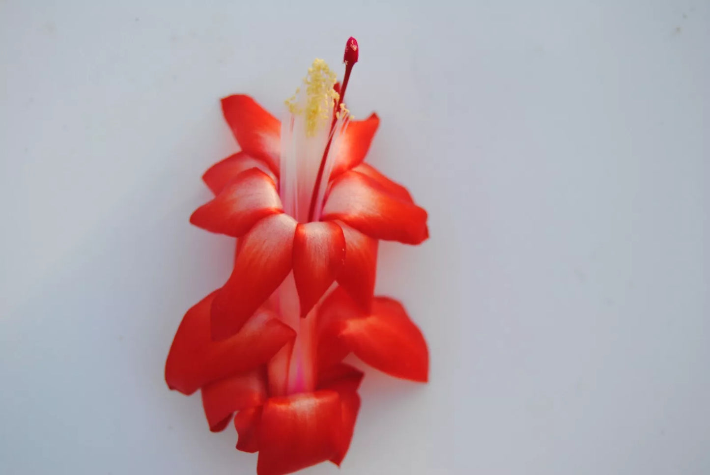 Christmas Cactus Starter Plant - Small Santa Cruz Schlumbergera Truncata - Well-Rooted Indoor Plant for Home Decor