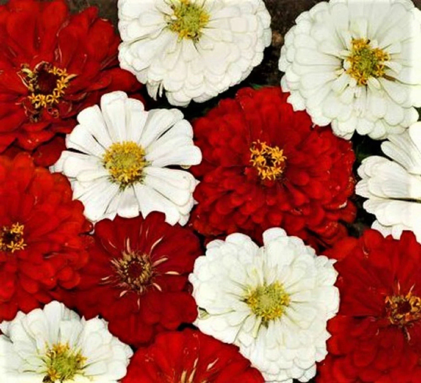 Zinnia Seeds - 100+ Stop Sign Variety - Colorful Garden Blooms - Zinnia elegans, Easy to Grow, Annual Flower Seeds