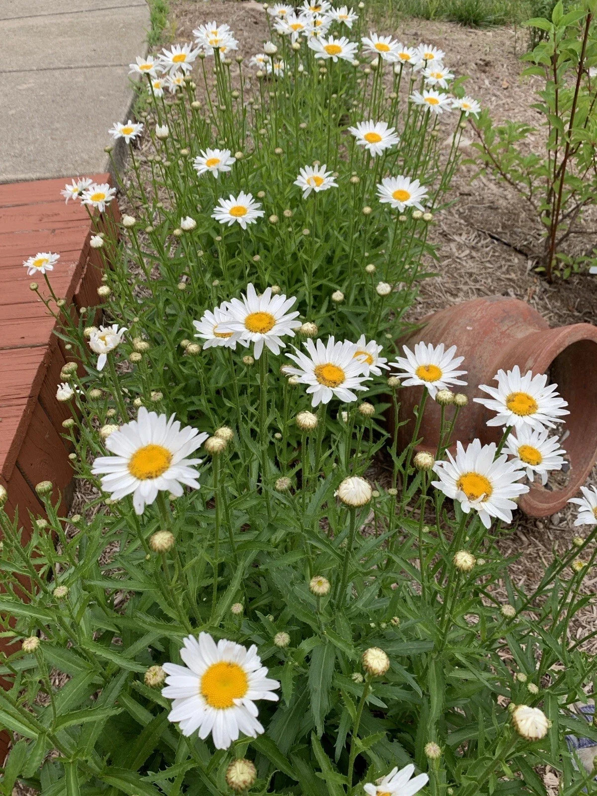Shasta Daisy Plant Bare Root – Leucanthemum × superbum White Flower, Perennial, Full Sun, Drought Tolerant