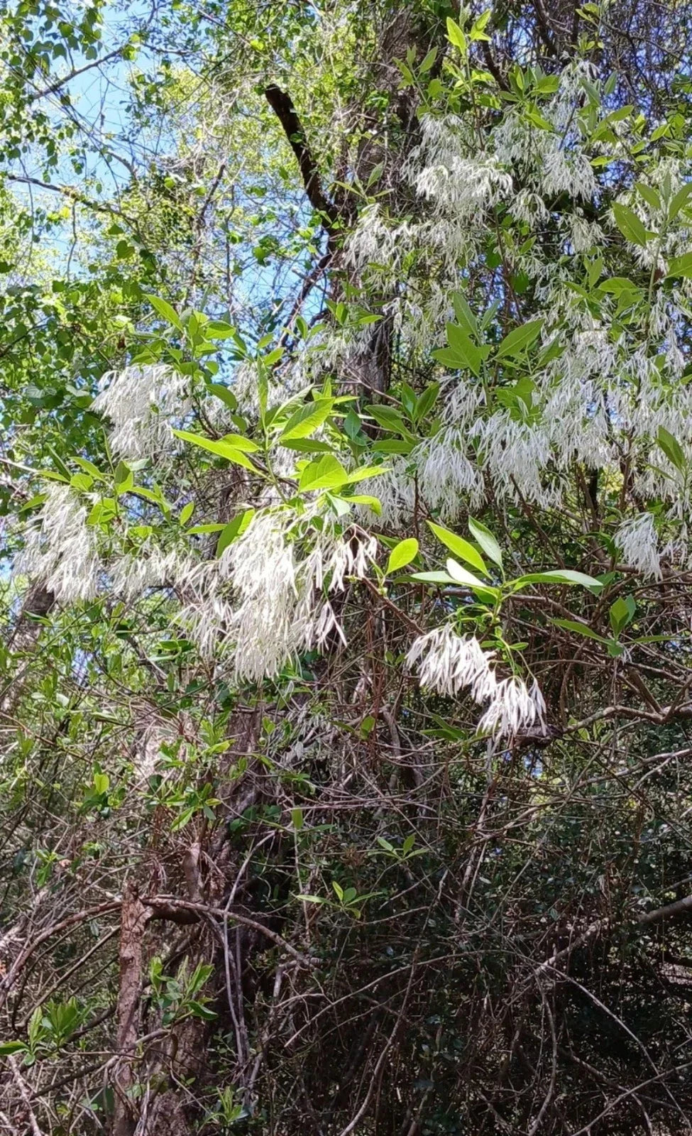 Rare Fringe Tree Cuttings 5+ Chionanthus virginicus Live Plant Deciduous White Blooms