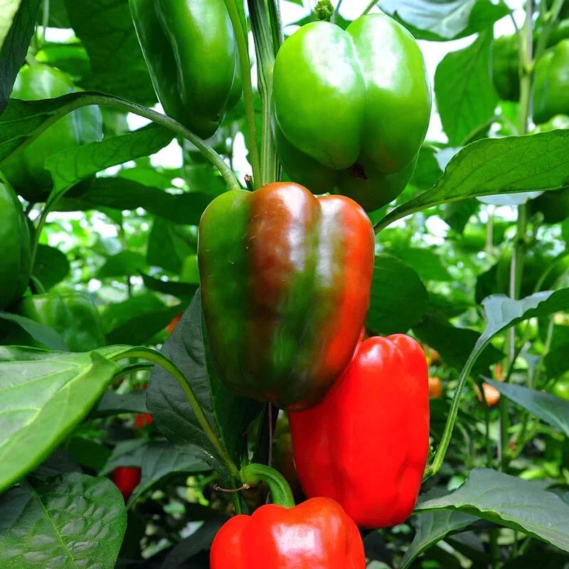 California Peppers Seeds - 10 Pack, Heirloom Capsicum annuum, Spicy Vegetable for Garden or Container Growing