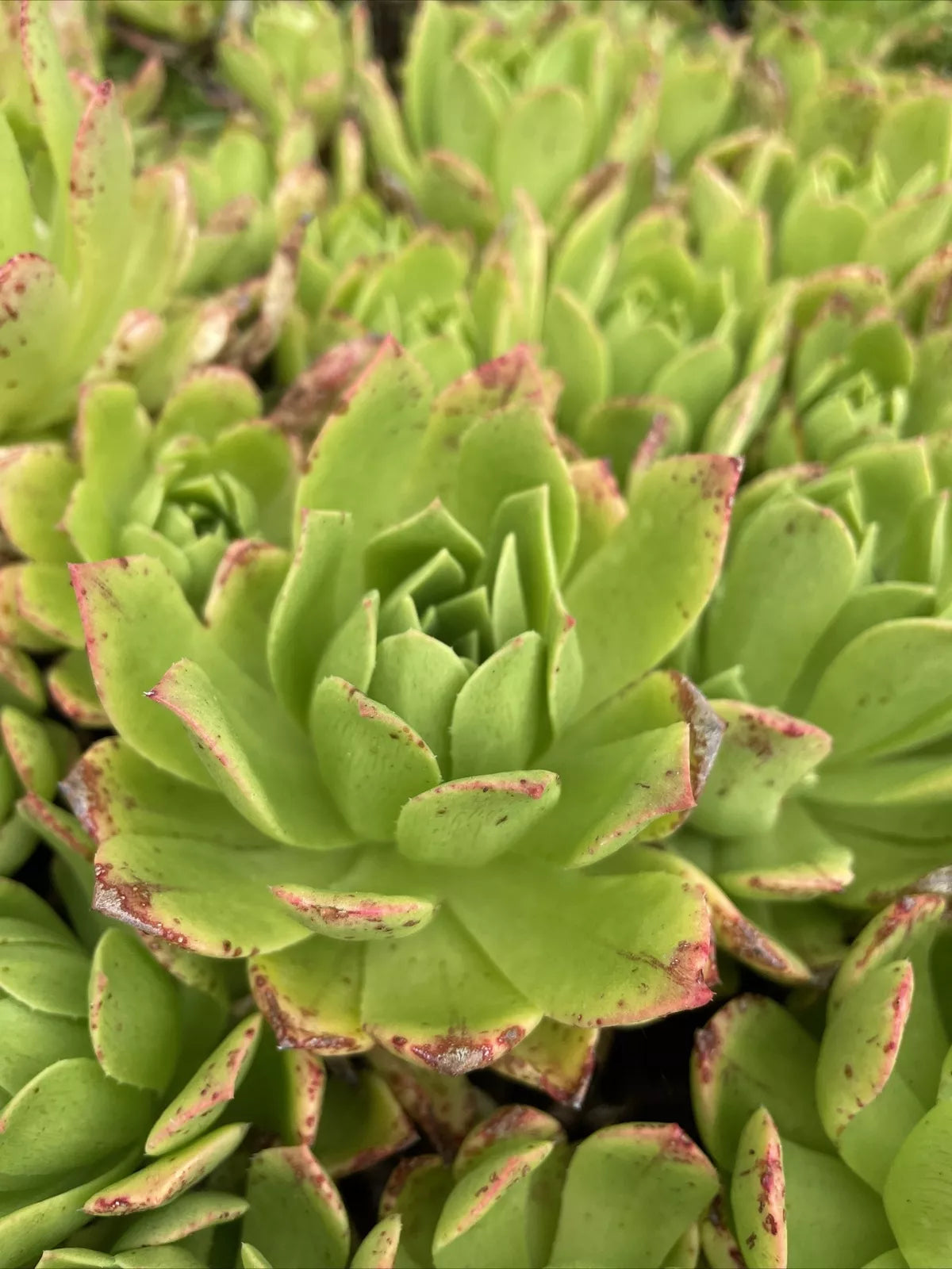 Rare Succulent Cuttings 4-6" Aeonium Pink Edges Green Live Plant for Indoor & Outdoor Gardens