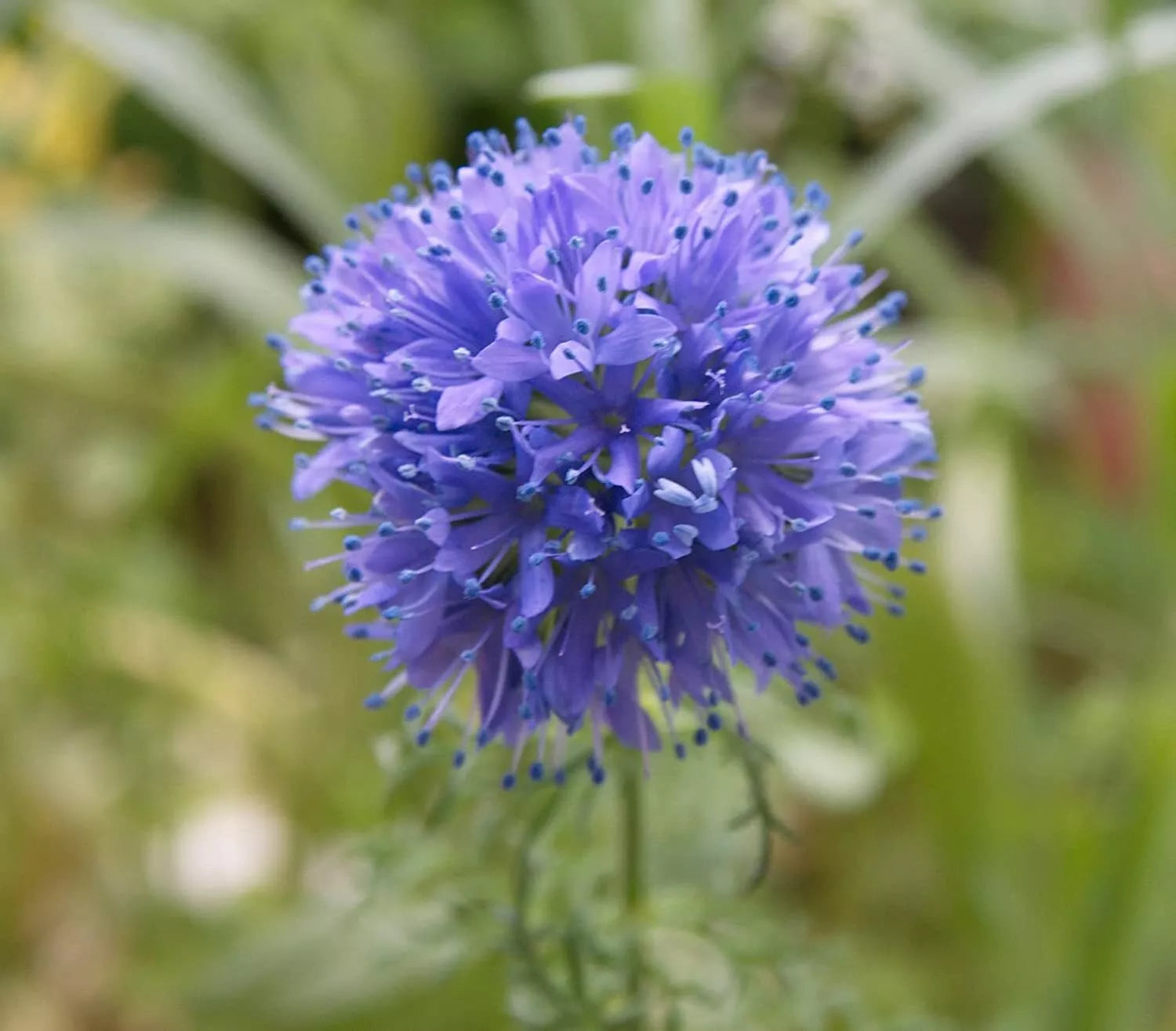 Globe Gilia Seeds Pack 200+ | Wildflower Annual Gilia capitata for Garden, Meadow & Pollinators