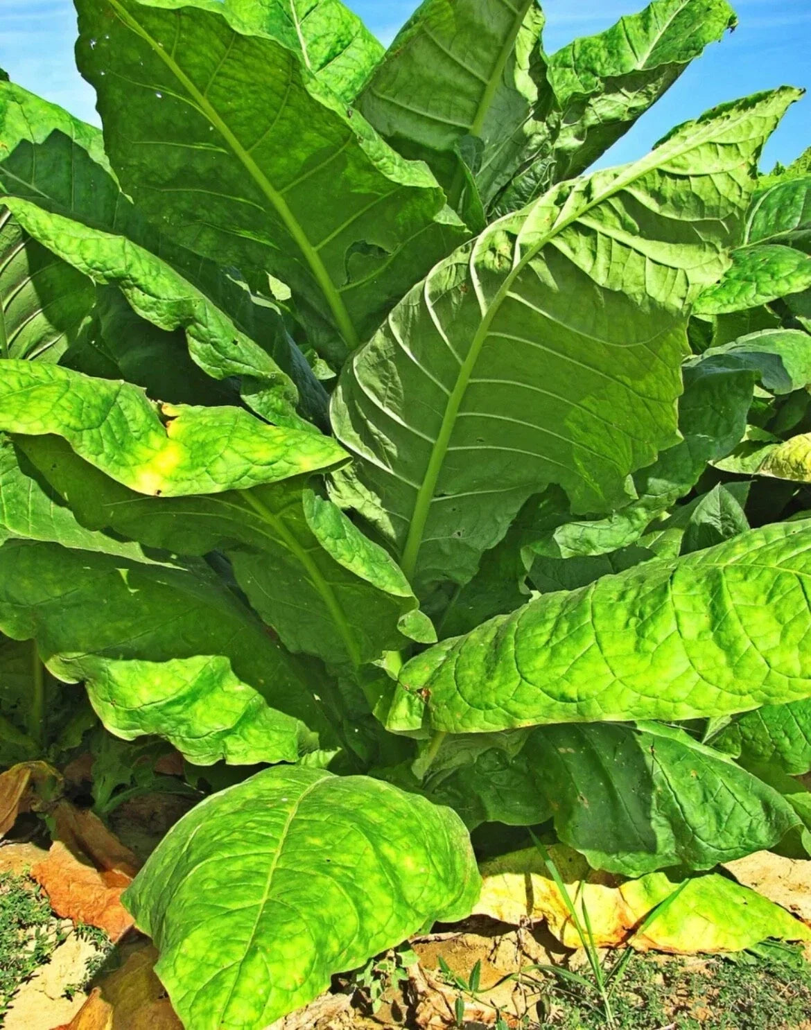 Organic Havanna Gold Tobacco Seeds - Non-GMO, Easy to Grow, Nicotiana tabacum, Home Garden, Free Shipping USA