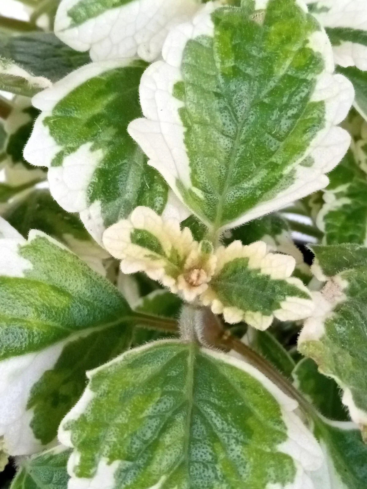 Variegated Swedish Ivy Plant - Live Rooted Plectranthus Coleoides Indoor Houseplant