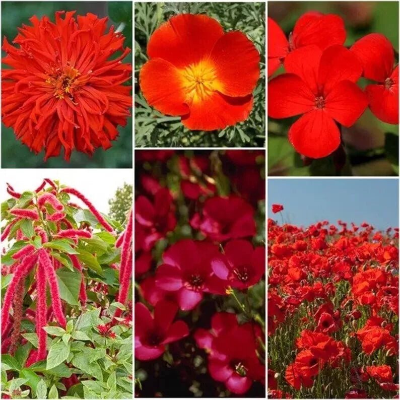 Red Wildflower Seed Mix - 200 Organic Non-GMO Seeds for Pollinators & Gardens - Native Wildflowers for Bees & Butterflies
