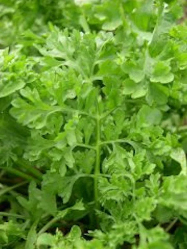 Curled Garden Cress Seeds - 5000 Non-GMO Heirloom Seeds - Lepidium sativum - USA Seller
