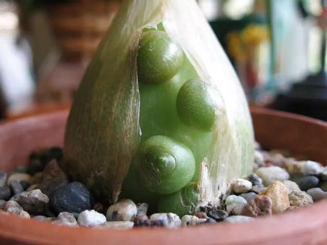 Albuca Bracteata Succulent - 4" Diameter Rare Indoor Plant