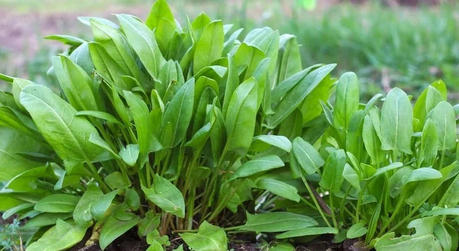 Large Leaf Sorrel Seeds - 500+ Count - Culinary Herb, Hardy Perennial, Rumex acetosa var. rubra, Easy to Grow, USA Grown