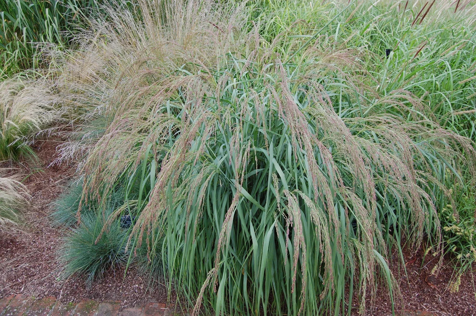 Panicum amarum Seeds – Coastal Panic Grass for Erosion Control & Landscaping – Native Perennial Seeds, 500 Count