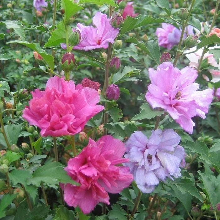 Mixed Rose of Sharon Plants - 3 Live Hibiscus syriacus Shrubs in 2.5" Pots, Various Colors, Flowering Hardy Shrubs for Gardens