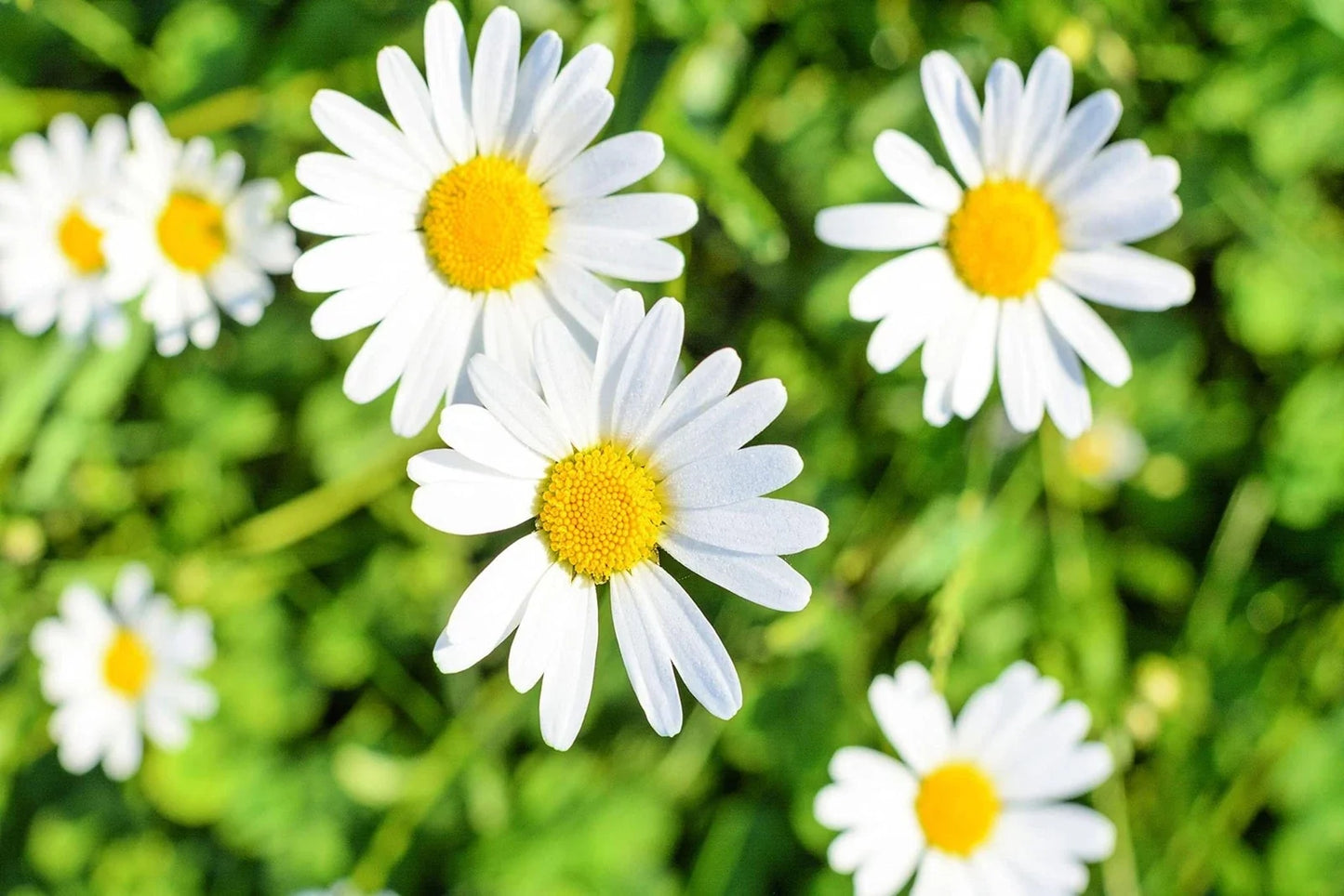 White Daisy Seeds 1,000 Pack - Shasta Daisy - Perennial Flower - Leucanthemum superbum