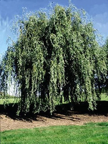 Gold Weeping Curly Willow Tree Cutting, Salix matsudana 'Tortuosa', Exotic Ornamental Willow, Unique Garden Plant