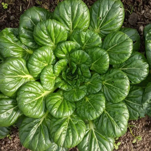 Tatsoi Mustard Green Seeds - 1000+ Count, Brassica rapa var. rosularis, Asian Chinese Vegetable Seed Packet