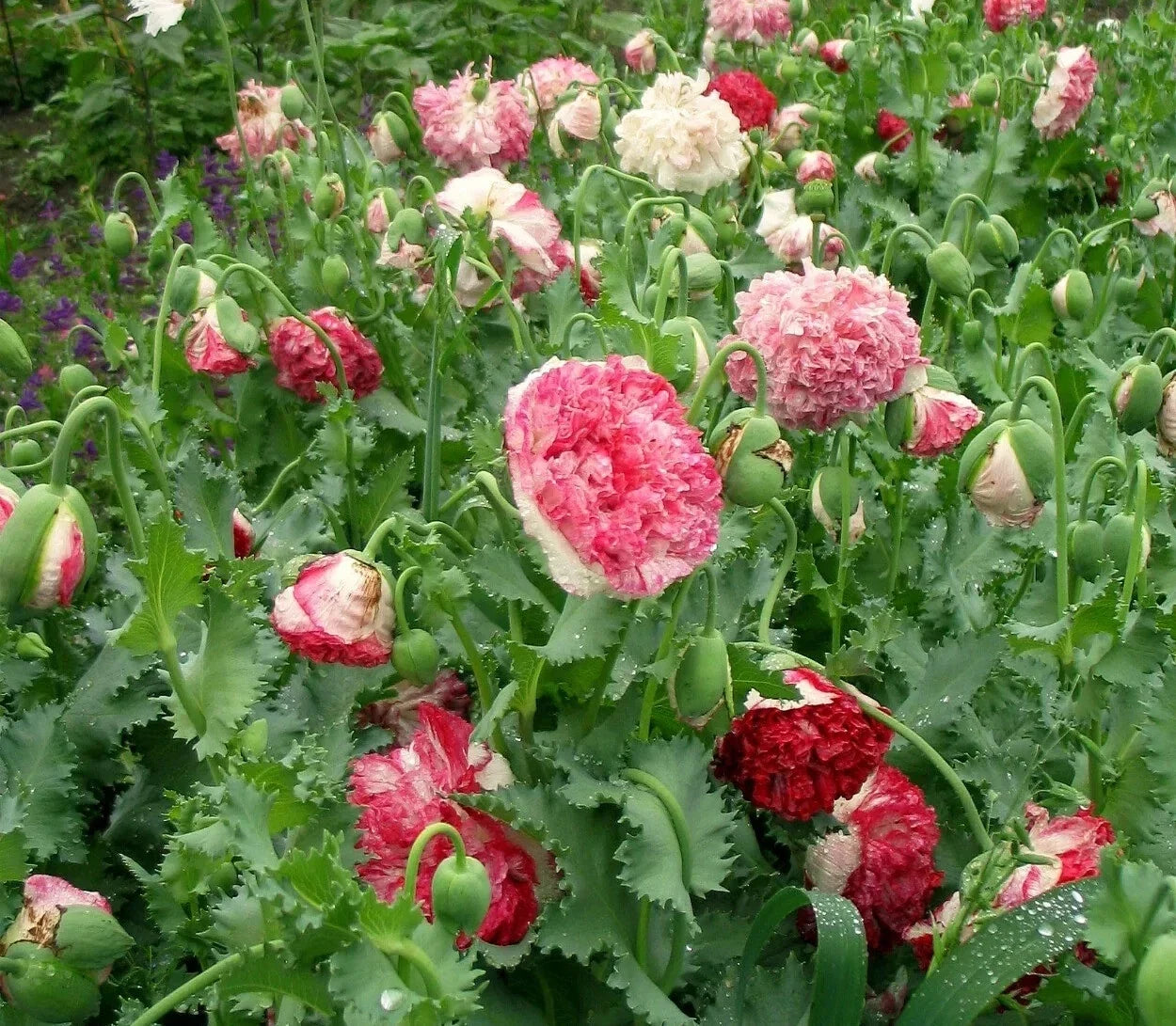 Flemish Antique Poppy Seeds - 200+ Pack for Garden Planting - Papaver somniferum - Vibrant Red, Pink & White Blooms