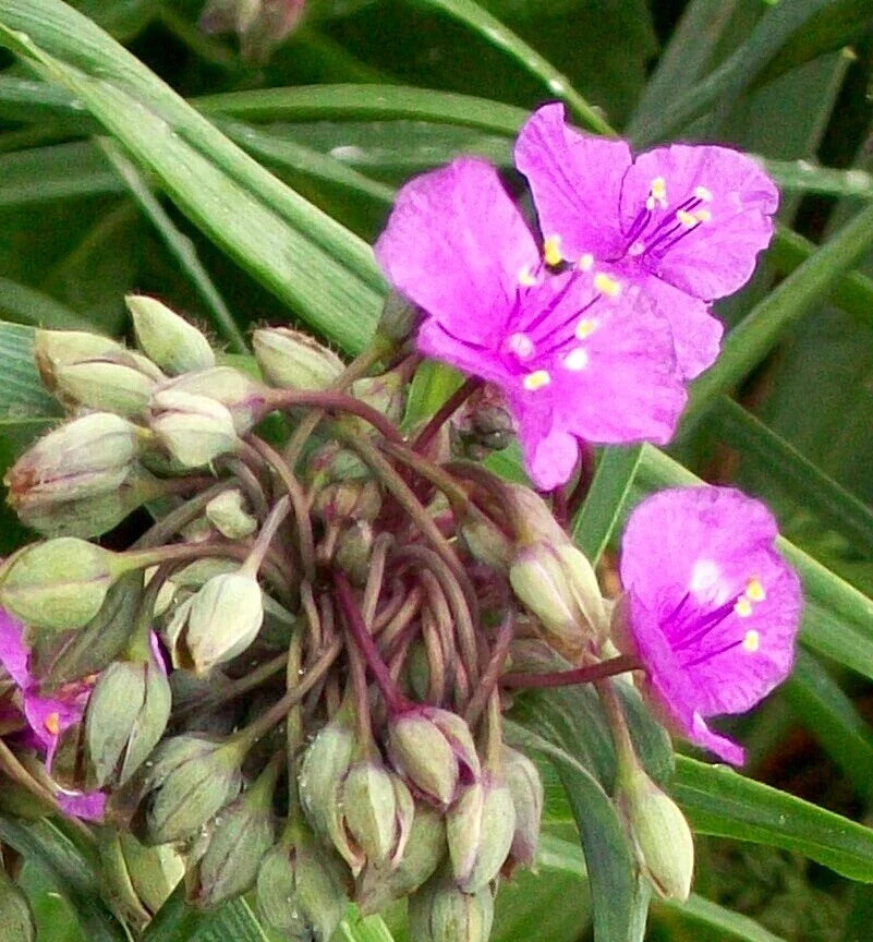 Lot of 8 Bright Pink Tradescantia Plant Roots | Perennials for Indoor & Outdoor Gardens | Tradescantia spathacea