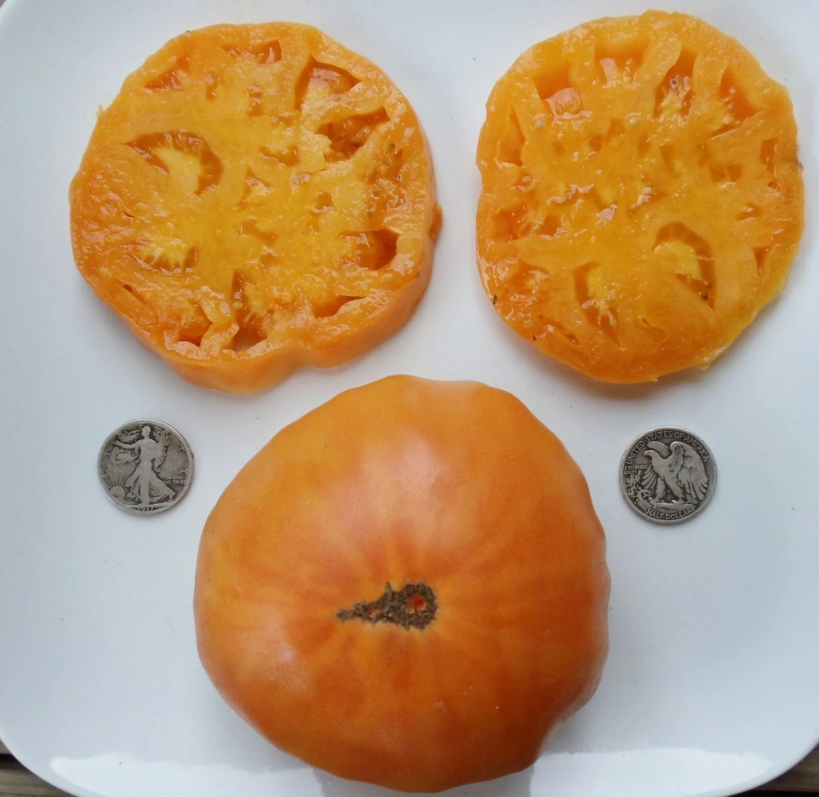 Fresh Tomato Seeds 25 Count Kellogg's Breakfast Solanum lycopersicum heirloom orange-yellow variety